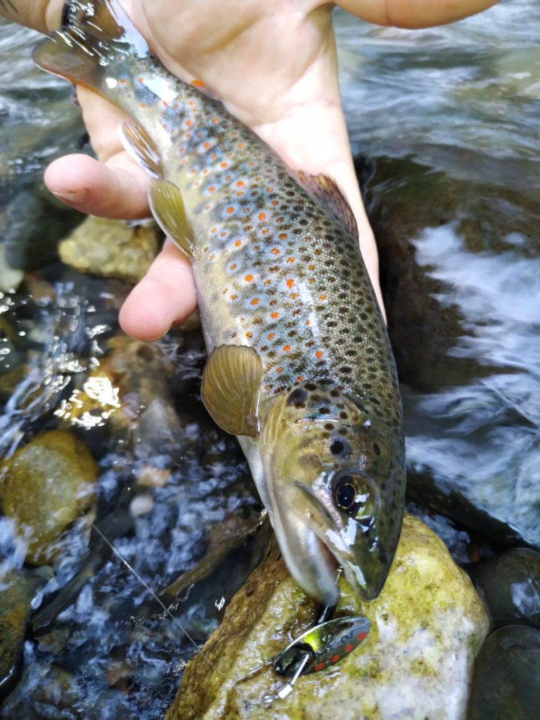 Pêche en ultra léger dans les ruisseaux des Pyrénées